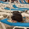 Poneli ručak na plažu, kad su se vratili sa kupanja usledio je HOROR (VIDEO)