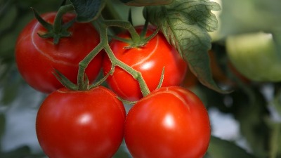 Paradajz vam puca čim padne kiša? Evo šta treba odmah da URADITE 