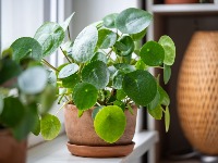 Najbolja domaća prihrana za sobno cveće u zimskom periodu: Sve već imate u KUHINJI 