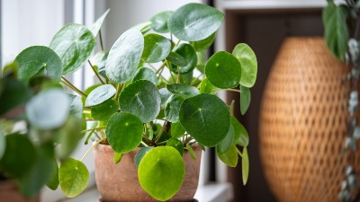 Najbolja domaća prihrana za sobno cveće u zimskom periodu: Sve već imate u KUHINJI 