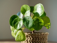 Biljka koja uspeva SAMO DOBRIM OSOBAMA: Ne traži pažnju, a donosi bogatstvo, blagostanje i sreću