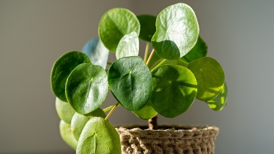 Biljka koja uspeva SAMO DOBRIM OSOBAMA: Ne traži pažnju, a donosi bogatstvo, blagostanje i sreću