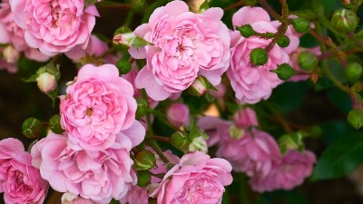 Baštovani kažu da je ovo najveća greška koju možete napraviti sa ružama u JESEN