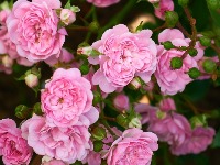 Uradite ovo tokom ranog proleća i vaše ruže procvetaće nikad BUJNIJE