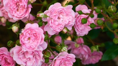 Uradite ovo tokom ranog proleća i vaše ruže procvetaće nikad BUJNIJE