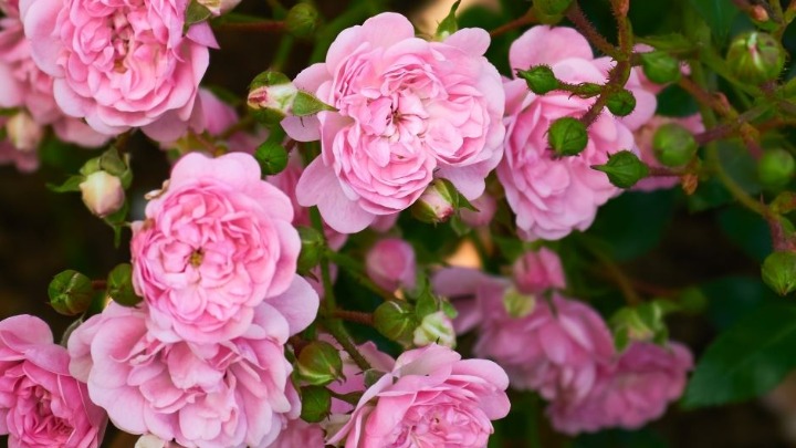 Uradite ovo tokom ranog proleća i vaše ruže procvetaće nikad BUJNIJE