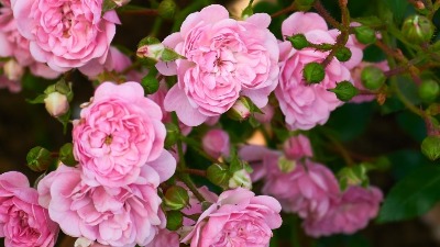 Ruže kao iz najlepših kataloga: U februaru pospite oko njih ovaj prah i cvetaće neprestano sve do JESENI