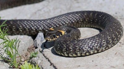Muškarca ujela zmija u centru Kragujevca (FOTO)