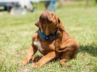 Veterinar otkriva TRIK koji otkriva da li vaš ljubimac ima buve, a da to i ne znate (VIDEO)