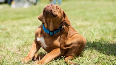Veterinar otkriva TRIK koji otkriva da li vaš ljubimac ima buve, a da to i ne znate (VIDEO)