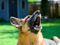 5 rasa pasa koje najbolje ŠTITE svoje VLASNIKE! Opasni su, ali odani 