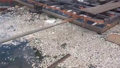 Beograd u pokretu: Pomor ribe u Čukaričkom rukavcu zbog višegodišnjeg nemara