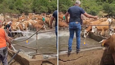 STIGLA VODA NA SUVU PLANINU Životinje spašene, meštani upozoravaju da problem ostaje! (VIDEO)