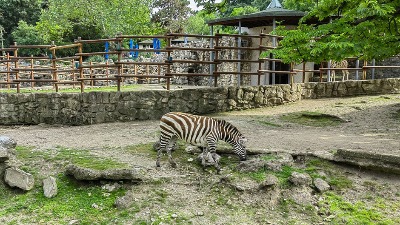 Evo šta se dogodilo: Poznato KAKO je pobegla zebra u Beogradu