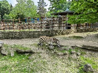 SRETAN KRAJ DRAME IZ ZOO VRTA Dve osobe koje je povredila zebra puštene na kućno lečenje
