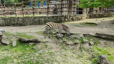 SRETAN KRAJ DRAME IZ ZOO VRTA Dve osobe koje je povredila zebra puštene na kućno lečenje