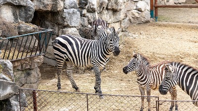 DRAMA u Beogradskom ZOO vrtu: ZEBRA POBEGLA iz kaveza, povređeno dete i dvoje odraslih
