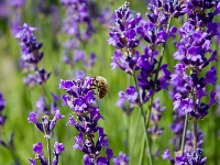 Spas za pluća, bešiku i želudac, sprečava znojenje i najbolje čisti krv i jetru: Moćna biljka RASTE OKO NAS