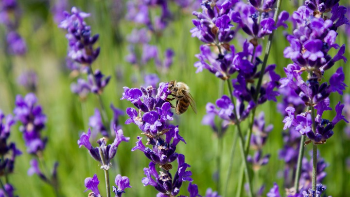 Spas za pluća, bešiku i želudac, sprečava znojenje i najbolje čisti krv i jetru: Moćna biljka RASTE OKO NAS