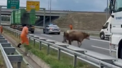 Bik izašao na auto-put kod Novog Sada i napravio HAOS (VIDEO)