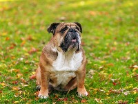 10 rasa pasa sa NAJKRAĆIM ŽIVOTNIM VEKOM: Jedna ne doživi ni 5 GODINA