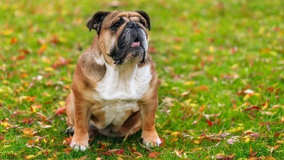 10 rasa pasa sa NAJKRAĆIM ŽIVOTNIM VEKOM: Jedna ne doživi ni 5 GODINA