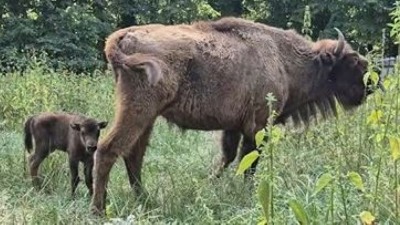 Fruška gora ima novog stanovnika - rođeno bizonče (VIDEO)
