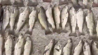 Nezapamćen ekocid kod Novog Pazara: Reka Raška ostala bez živog sveta (VIDEO)