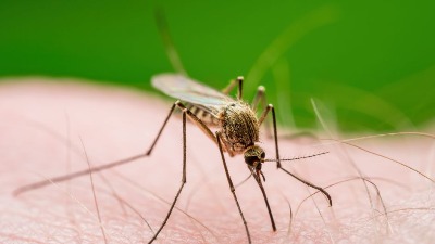 Uradite OVO i KOMARCI će BEŽATI od vas: Saveti stručnjaka koji je napisao knjigu o „našim najsmrtonosnijim predatorima“