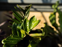 Biljke koje uspevaju čak iako ih ZABORAVITE: Kraljice izdržljivosti, idealne za kuću 