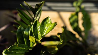 Biljke koje uspevaju čak iako ih ZABORAVITE: Kraljice izdržljivosti, idealne za kuću 