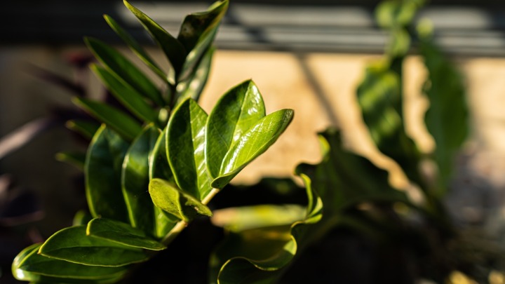 Biljke koje uspevaju čak iako ih ZABORAVITE: Kraljice izdržljivosti, idealne za kuću 