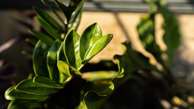 Zamija se ne stavlja bilo gde: Otkrijte MESTO koje DONOSI sreću, novac i bogatstvo