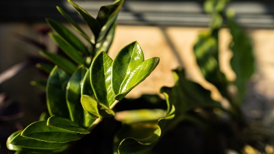 Pelcer ove biljke nabavite pre Nove godine: Zeleni magnet za NOVAC 