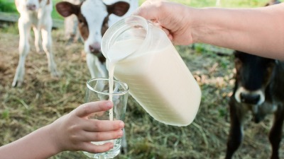 Domaći proizvođači U PROBLEMU: Smanjena otkupna cena mleka