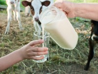 NLS: Srbija će ostati bez domaćeg mleka