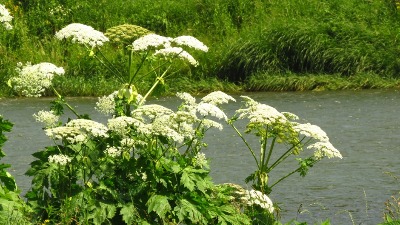 Jedna od NAJOPASNIJIH OTROVNIH BILJAKA se pojavila u Srbiji!