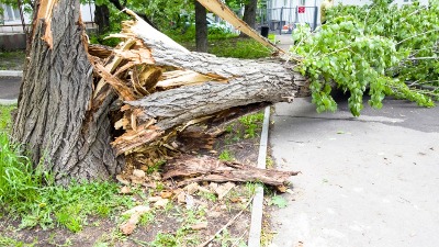 UŽAS u Novom Sadu: Palo drvo na ženu i dete