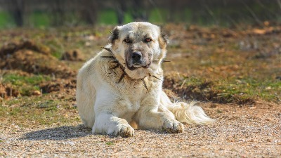 Ova rasa pasa ima najjači ugriz: U nekim zemljama je potpuno zabranjena (FOTO) 