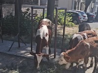 Nesvakidašnji prizor na ulicama Zemuna (VIDEO)