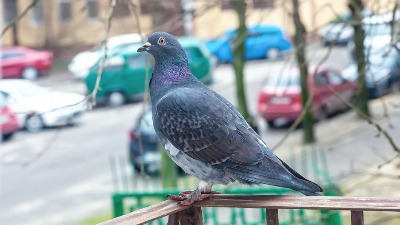 Pospite OVAJ ZAČIN na mesto gde sleću golubovi i OTERAĆETE IH sa terase ZAUVEK