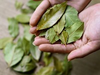 Stavite lovorov list u šećer i gledajte šta se dešava: Trik koji domaćice godinama kriju