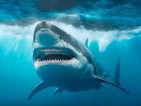 ZVER iz dubina Atlantika! Snimljen mužjak velike bele ajkule - 770 kg čiste sile (VIDEO)