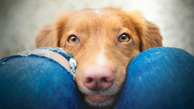 Pas vam stalno njuši međunožje? Veterinari objasnili zašto to RADI 
