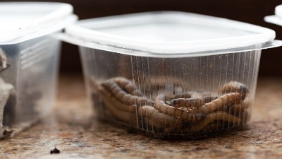 Revolucionarno otkriće u Srbiji - crvi koji jedu plastiku