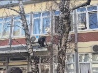 Evo kako su studenti "preskočili" policiju i ušli na DIF: Popeli se na drvo, pa ušli u zgradu kroz prozor (VIDEO)