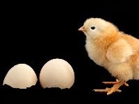 STATISTIKA JE NEUMOLJIVA Prošle godine smo pojeli 581 jaje - koliko smo dali za struju?