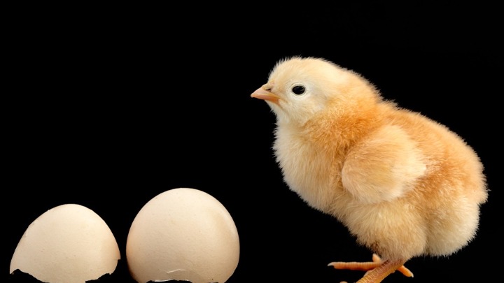 STATISTIKA JE NEUMOLJIVA Prošle godine smo pojeli 581 jaje - koliko smo dali za struju?