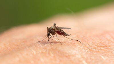 Naučnici otkrili zašto zašto komarci neke ljude POSEBNO URNIŠU
