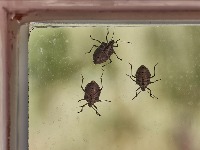 Genijalan TRIK koji TERA SMRDIBUBE kao od šale: Više nikada neće ući u vašu kuću 